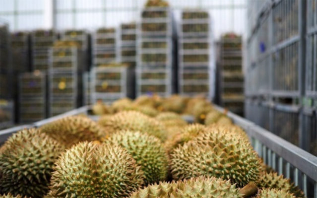 kho lạnh bảo quản sầu riêng 3