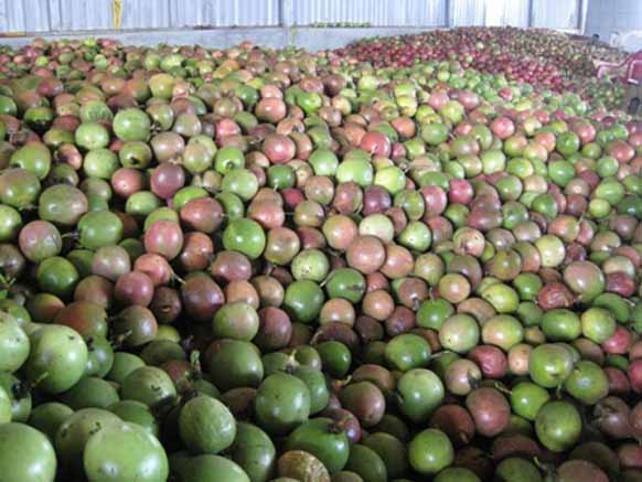 kho lạnh bảo quản chanh dây 2