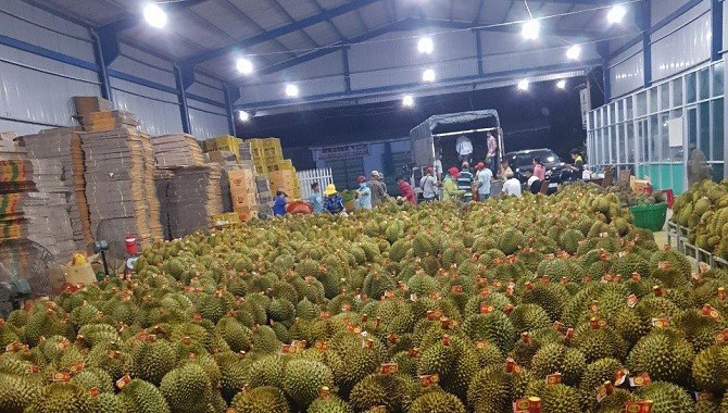kho lạnh bảo quản sầu riêng 