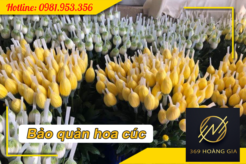 Cách bảo quản hoa cúc trong các kho lạnh