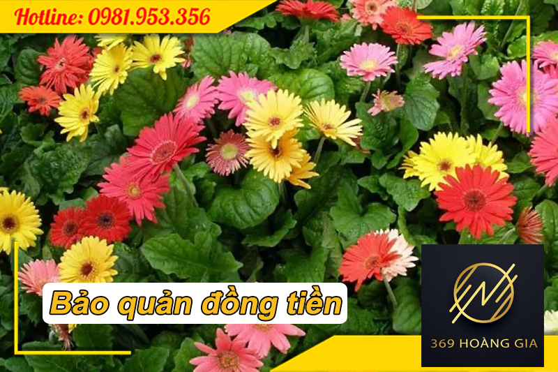 Bảo quản hoa đồng tiền trong kho lạnh