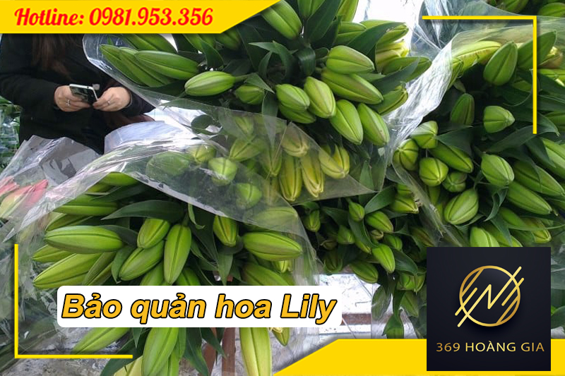 Bảo quản hoa Lily trong kho lạnh