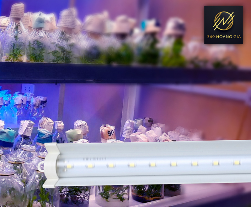 đèn led nuôi cấy mô rạng đông 1