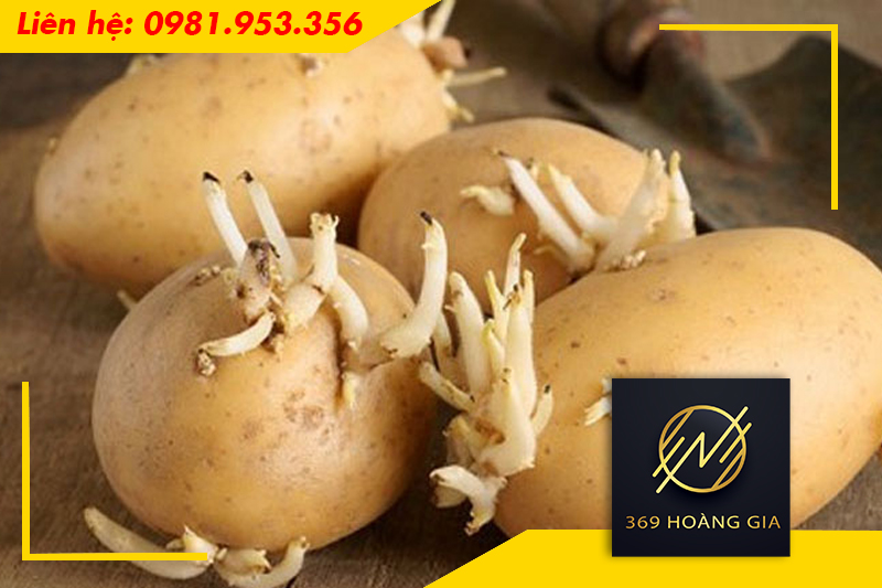 phương pháp bảo quản củ giống